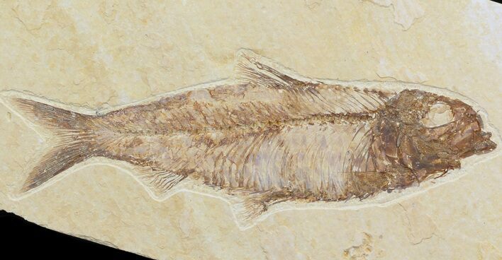 Detailed, Knightia Fossil Fish - Wyoming #42484